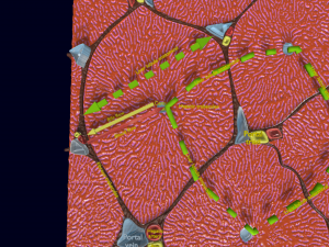 Liver histology anatomy labelled Modelo 3D
