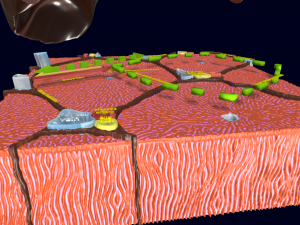 Liver histology anatomy labelled Modelo 3D