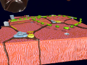 Liver histology anatomy labelled 3D Model