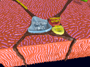 Liver histology anatomy labelled Modelo 3D