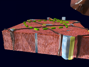 Liver histology anatomy labelled Modelo 3D