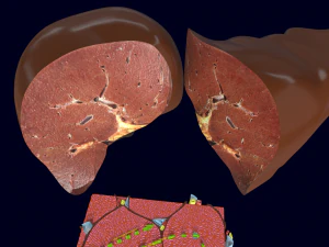 Liver histology anatomy labelled 3D Model