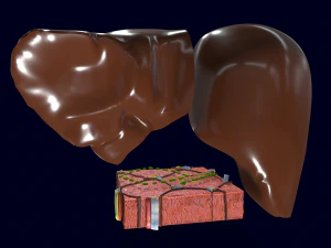 Liver histology anatomy labelled 3D Model