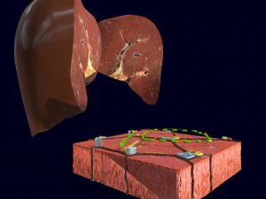 Liver histology anatomy labelled 3D Model