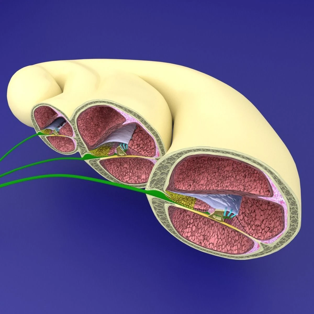Cochlear duct organ of corti inner ear 3D Model .c4d .max .obj .3ds .fbx .stl .blend 