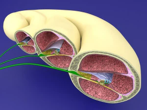 &Oacute;rg&atilde;o ducto coclear do ouvido interno de Corti Modelo 3D