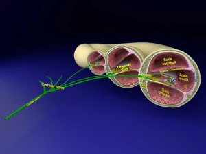 Cochlear duct organ of corti inner ear 3D Model