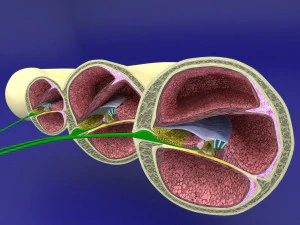 Cochlear duct organ of corti inner ear 3D Model