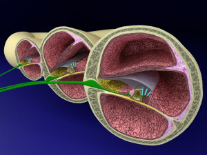 Cochlear duct organ of corti inner ear Model 3D