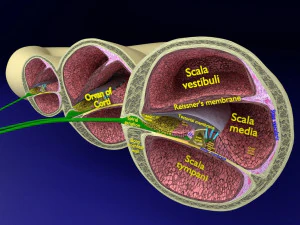 Cochlear duct organ of corti inner ear 3D Model