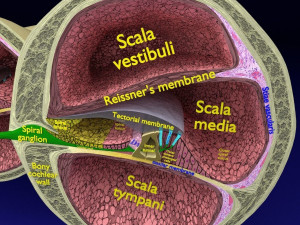 Cochlear duct organ of corti inner ear Model 3D
