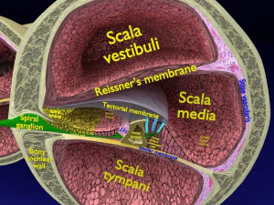 Cochlear duct organ of corti inner ear 3D Model
