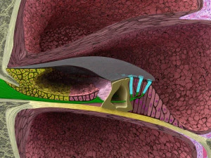 Cochlear duct organ of corti inner ear 3D Model