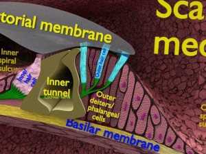 Cochlear duct organ of corti inner ear Model 3D