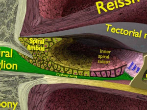 Cochlear duct organ of corti inner ear 3D Model