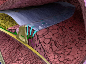 Cochlear duct organ of corti inner ear Model 3D