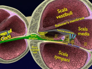 Cochlear duct organ of corti inner ear 3D Model
