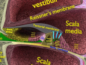 Cochlear duct organ of corti inner ear Model 3D