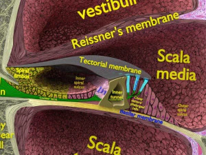Cochlear duct organ of corti inner ear 3D Model