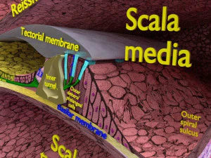 Cochlear duct organ of corti inner ear 3D Model
