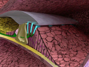 Cochlear duct organ of corti inner ear 3D Model