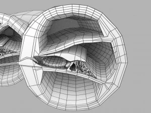 Cochlear duct organ of corti inner ear 3D Model