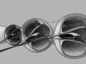 Cochlear duct organ of corti inner ear 3D Model