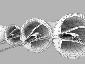 Cochlear duct organ of corti inner ear Model 3D