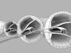 Cochlear duct organ of corti inner ear 3D Model