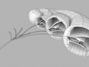 Cochlear duct organ of corti inner ear Model 3D