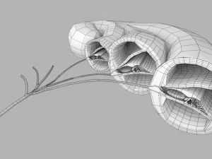 Cochlear duct organ of corti inner ear 3D Model