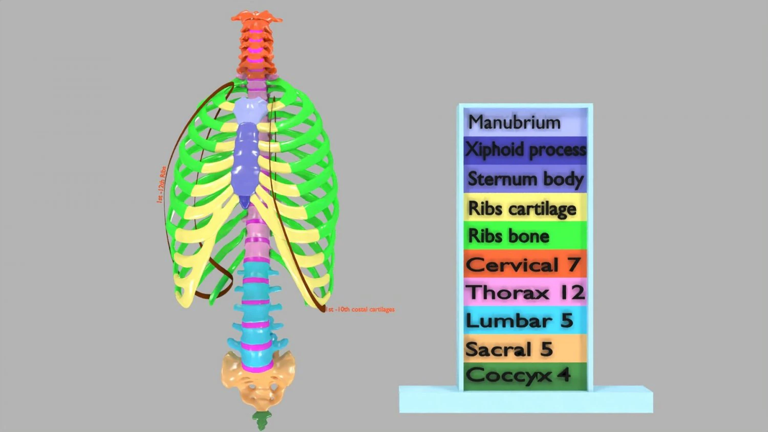 Ribs and vertebrae color coded animated 3D Model .c4d .max .obj .3ds .fbx .stl .blend 
