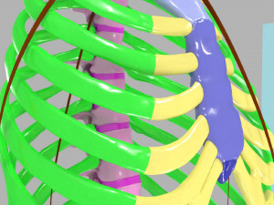 Ribs and vertebrae color coded animated 3D Модель