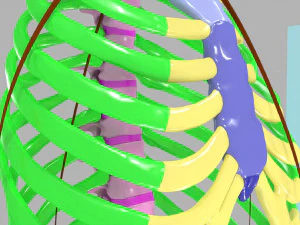 Ribs and vertebrae color coded animated 3D Model