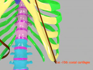 Ribs and vertebrae color coded animated 3D Model