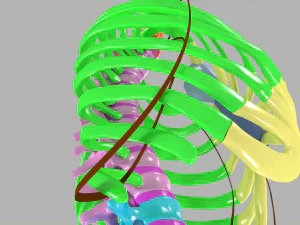 Ribs and vertebrae color coded animated 3D Model