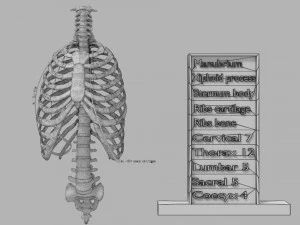 Ribs and vertebrae color coded animated 3D Model