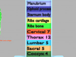 Ribs and vertebrae color coded animated 3D Model