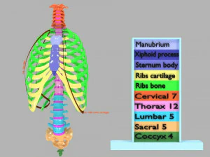 Ribs and vertebrae color coded animated 3D Model