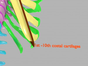 Ribs and vertebrae color coded animated 3D Модель