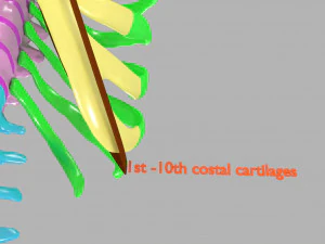 Ribs and vertebrae color coded animated 3D Model