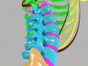 Ribs and vertebrae color coded animated 3D Модель