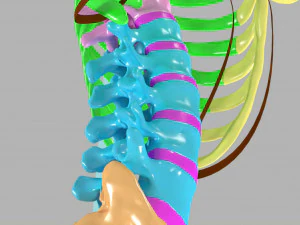 Ribs and vertebrae color coded animated 3D Model