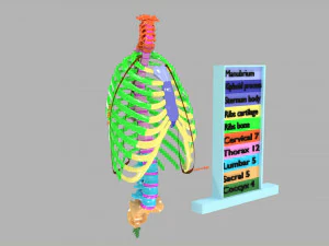 Ribs and vertebrae color coded animated 3D Model