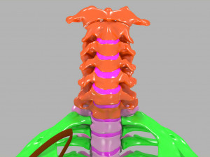 Ribs and vertebrae color coded animated 3D Модель