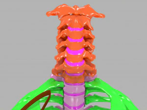 Ribs and vertebrae color coded animated 3D Model