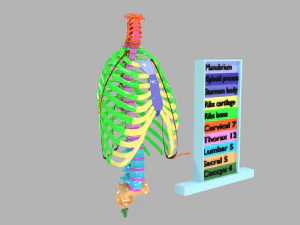 Ribs and vertebrae color coded animated 3D Model
