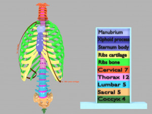 Ribs and vertebrae color coded animated 3D Модель