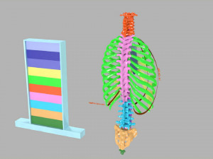 Ribs and vertebrae color coded animated 3D Модель