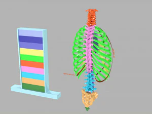 Ribs and vertebrae color coded animated 3D Model